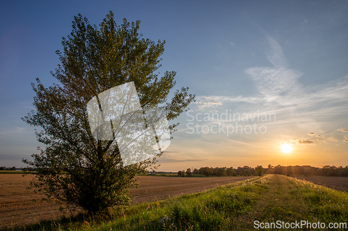 Image of Lonely tree in the setting sun
