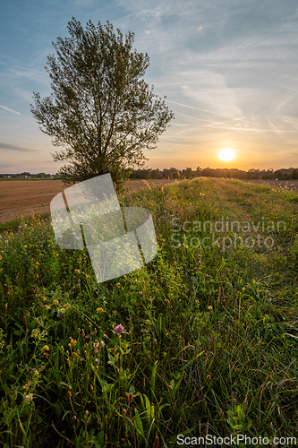 Image of Lonely tree in the setting sun