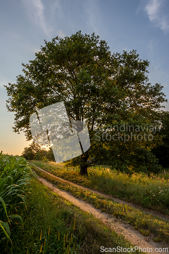 Image of Lonely tree in the setting sun