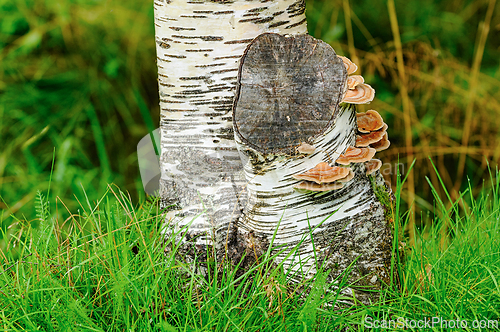 Image of Nature&rsquo;s artistry on a birch trunk featuring vibrant fungi amo