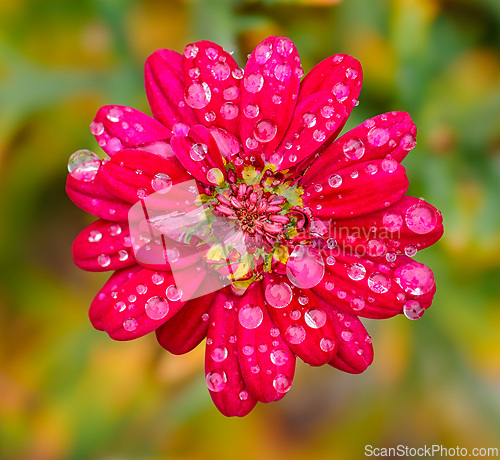 Image of A crimson bloom glistens with dewy morning light