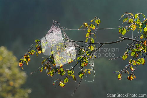 Image of Delicate spider web glimmers in the morning sunlight among vibra