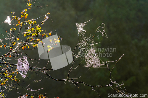 Image of In the early morning mist, intricate spider webs glisten on bran