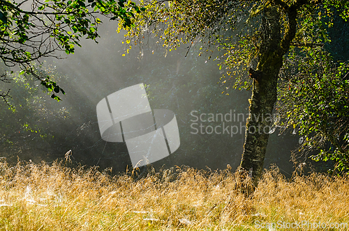 Image of Morning sunlight filters through misty trees over golden grass i