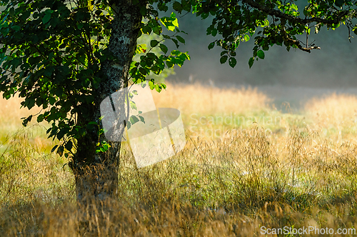 Image of A tranquil morning light filters through tall grasses by a solit