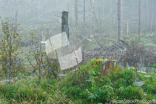 Image of Misty landscape after logging with exposed tree stumps and spide