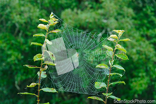 Image of A spider weaving a delicate web between two young green plants i