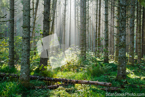 Image of Sunlight streams through tall trees in a serene forest filled wi