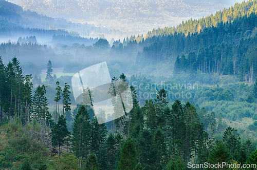 Image of Misty morning in a lush forest valley revealing layers of trees 