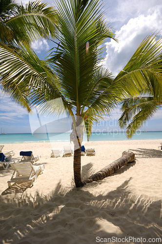 Image of Exotic beach. The Dominican Republic, Saona Island