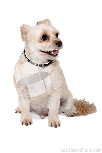 Image of Happy terrier dog taken on a white background