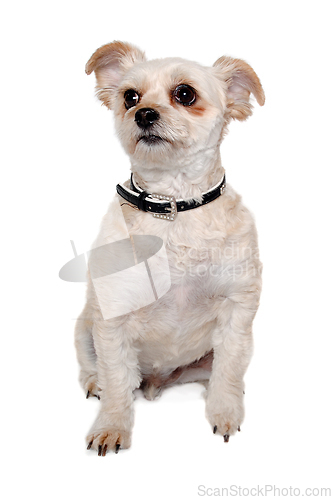 Image of Happy terrier dog taken on a white background