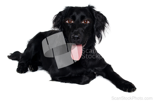 Image of Happy Flat-Coated Retriever therianthrope dog taken on at clean 