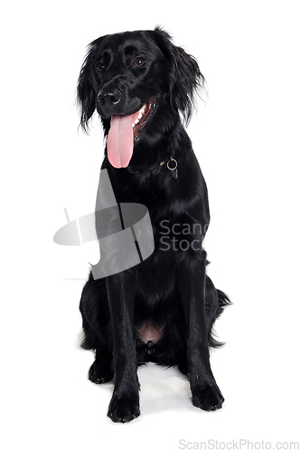 Image of Happy Flat-Coated Retriever dog taken on at clean white backgrou