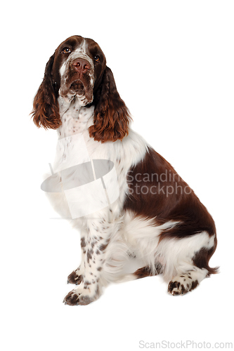 Image of Sad English Springer Spaniel dog taken on at clean white backgro