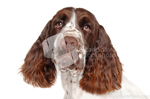 Image of Sad English Springer Spaniel dog taken on at clean white backgro