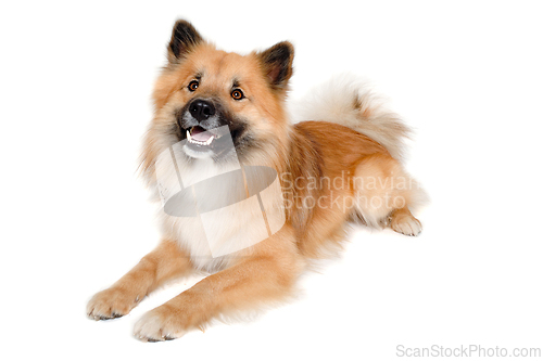Image of Happy Eurasier dog