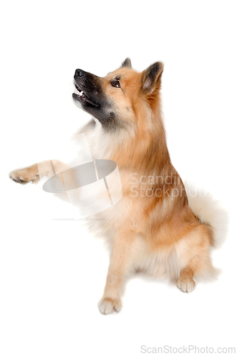 Image of Happy Eurasier dog doing gipote
