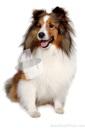 Image of Happy shetland sheepdog taken on at clean white background
