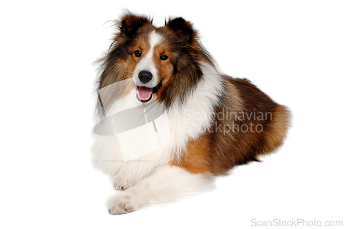 Image of Happy shetland sheepdog taken on at clean white background