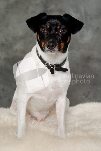 Image of Sad Danish Swedish farm dog