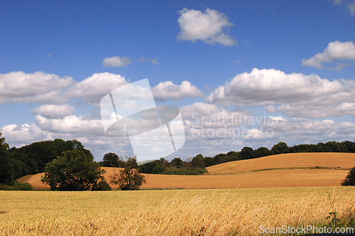 Image of Cornfield and clouds