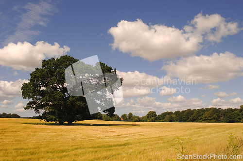 Image of Tree, cornfield and clouds