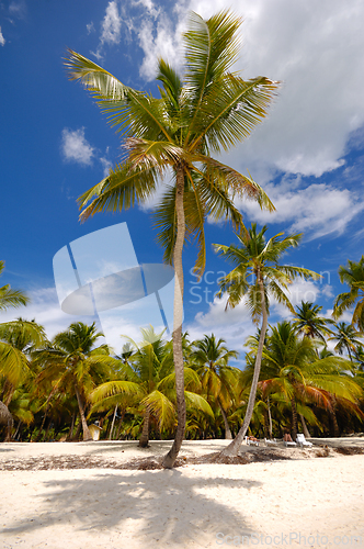 Image of Tropical beach. The Dominican Republic, Saona Island