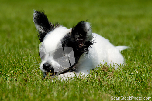 Image of Chihuahua dog on green grass