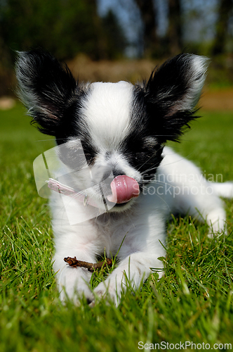 Image of Chihuahua dog on green grass