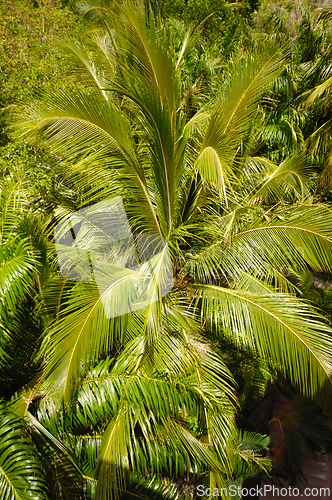 Image of Palm tree forest. 