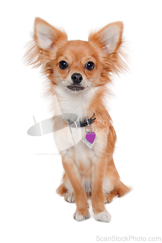 Image of chihuahua dog is sitting on a white background