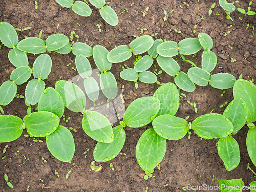 Image of Sown small pumpkin plants on soil, cotyledon leaves