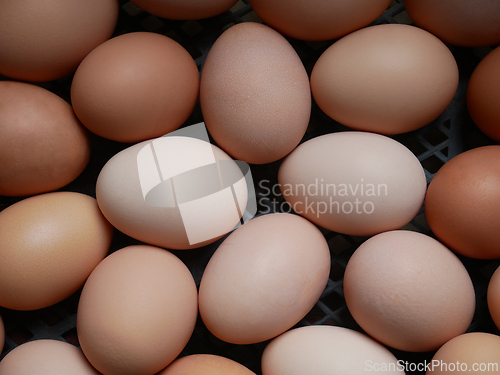 Image of Chicken eggs of various color, hues and structure raw gourmet pr
