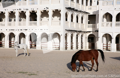 Image of Arab horses horizontal