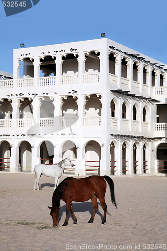 Image of Horses in doha