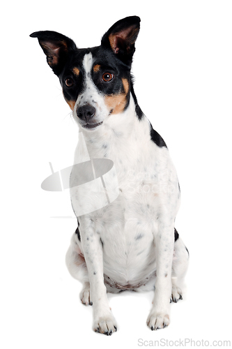 Image of Happy Rat terrier puppy dog is sitting on a white background