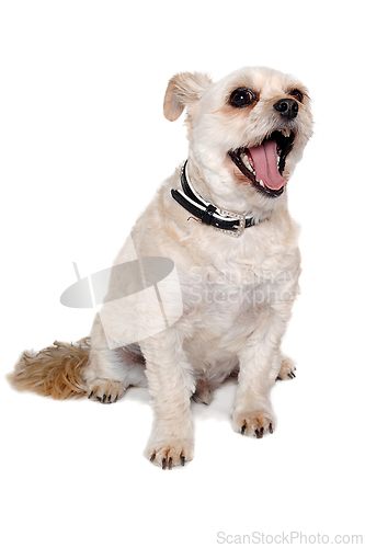 Image of Happy terrier dog is barking isolated on a clean white backgroun