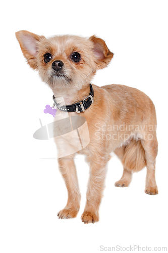 Image of Sad yorkshireterrier puppy dog standing, taken on a white backgr