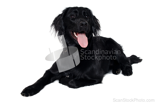 Image of Happy Flat-Coated Retriever dog taken on at clean white backgrou