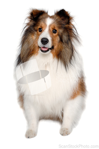 Image of Happy shetland sheepdog taken on at clean white background