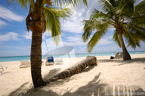 Image of Palms on an exotic beach Saona Island
