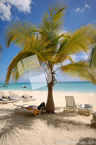 Image of Palm on tropical beach