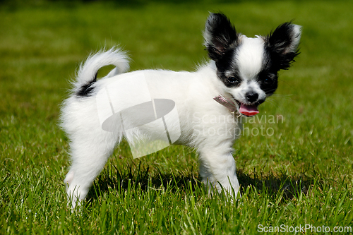 Image of Chihuahua dog on green grass