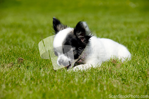 Image of Chihuahua dog on green grass