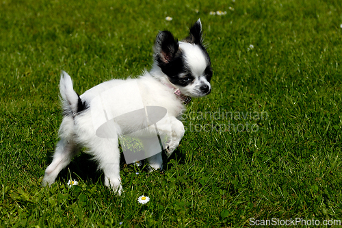 Image of Chihuahua dog on green grass