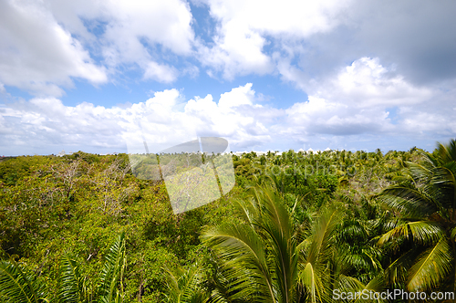 Image of Palm tree forest. 