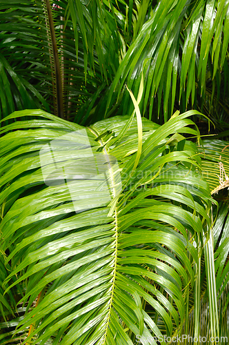 Image of Palm tree forest. 