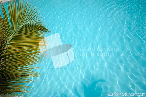 Image of Swimming pool with palm trees