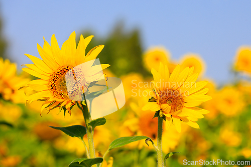 Image of Two Sunflowers in Agricultural Field